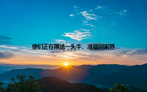 他们正在挑选一头牛, 准备回家养