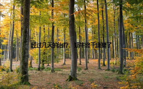经过几天的治疗, 奶牛终于康复了