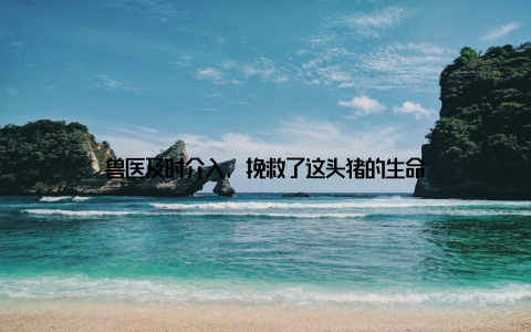 兽医及时介入, 挽救了这头猪的生命