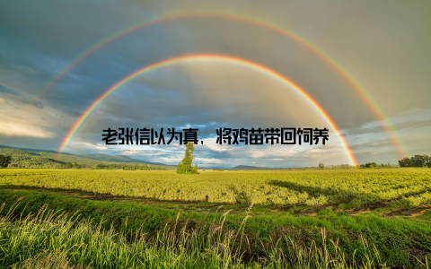老张信以为真, 将鸡苗带回饲养