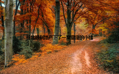 母猪顺利地产下了一窝健康的小猪