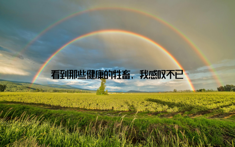 看到那些健康的牲畜, 我感叹不已