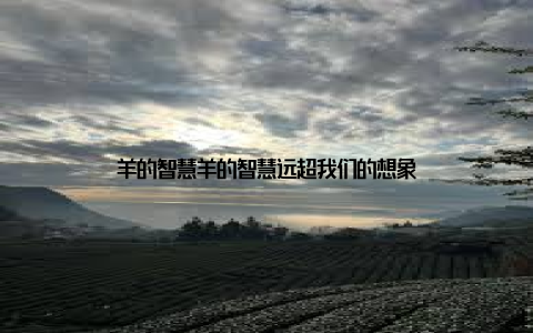 羊的智慧羊的智慧远超我们的想象