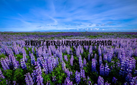 我看到了畜牧业从散养到规模化的转变