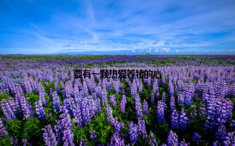 要有一颗热爱养猪的心