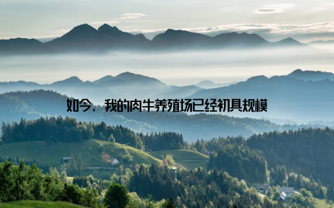 如今, 我的肉牛养殖场已经初具规模
