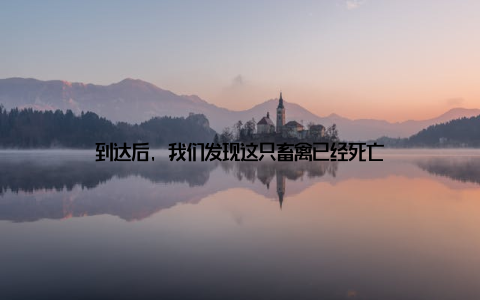 到达后, 我们发现这只畜禽已经死亡