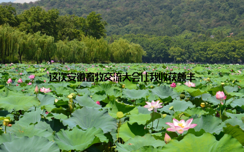 这次安徽畜牧交流大会让我收获颇丰