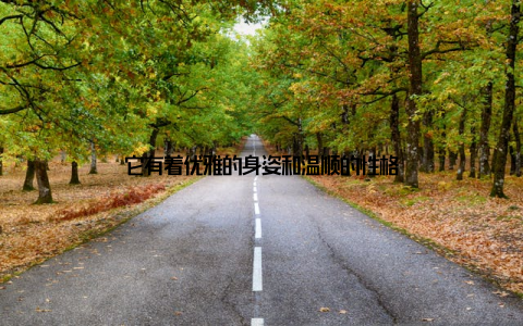 它有着优雅的身姿和温顺的性格