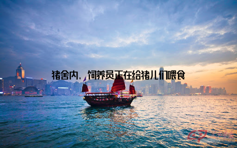猪舍内, 饲养员正在给猪儿们喂食